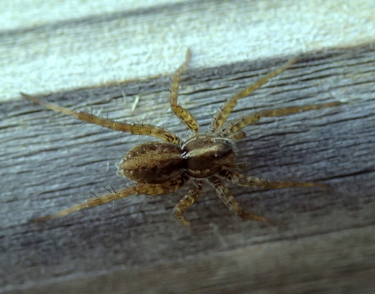 Pardosa sp. - Villorba (TV)